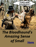 Researchers have estimated that a bloodhound's nose consists of approximately 230 million olfactory cells, or ''scent receptors'' - 40 times the number in humans. Whereas our olfactory center is about the size of a postage stamp, a dog's can be as large as a handkerchief, it is among the largest in canines. The physical size of their olfactory area far exceeds most other working scent dogs, the larger capacity combined with the desire to work makes them a very good search and rescue tool.